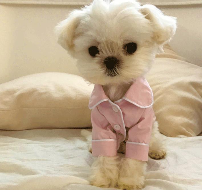 KFX-4667965 Casual Summer Dog Pajamas for All Breeds - Lightweight and Comfortable Sleepwear