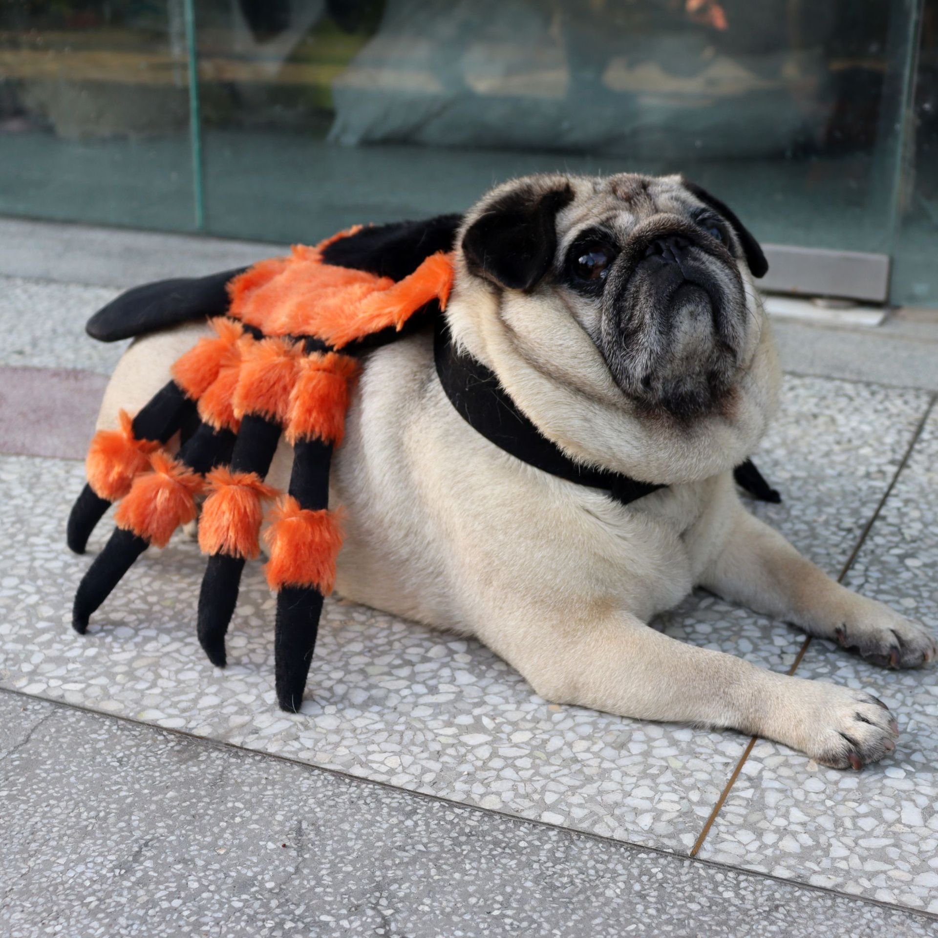 KFX-4688445 Red-Eyed Spider Halloween Costume for Pets, Polyester Fabric, Available in Sizes S, M, L