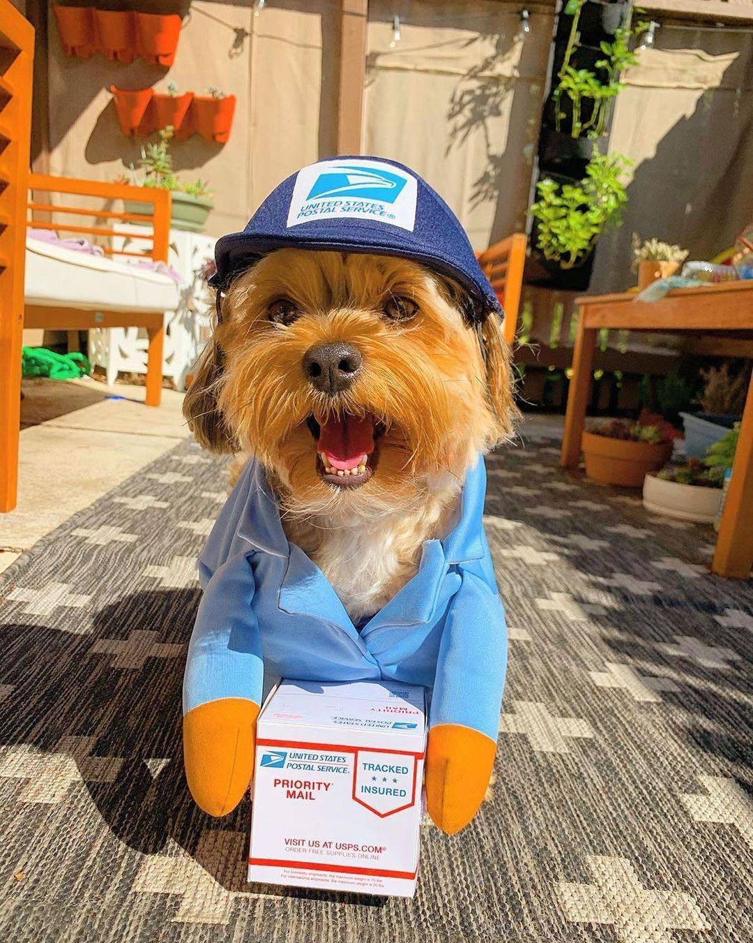 KFX-4745021 Pet Outfit for Dogs and Cats - Express Delivery Design in Brown and Sky Blue, Size S, M, L