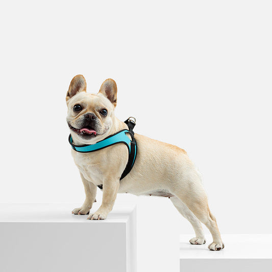 KFX-4794173 Leather Puppy Harness Leash in Multiple Colors and Sizes