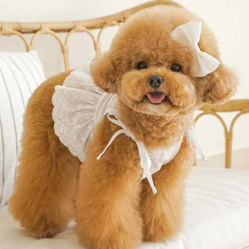KFX-4795453 Charming Lace Dog and Cat Skirt with Bowknot Detail in Multiple Colors