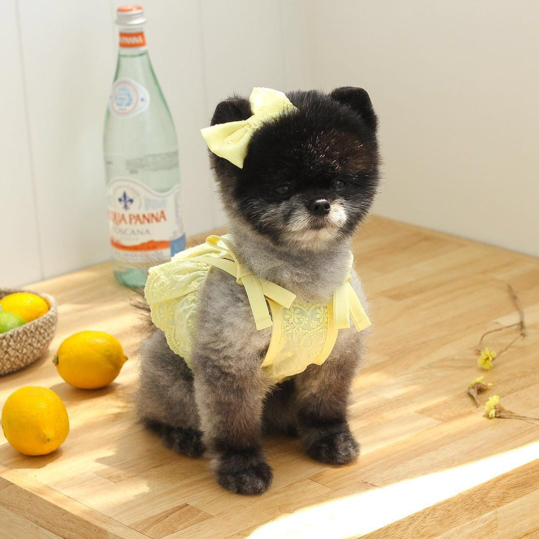 KFX-4795453 Charming Lace Dog and Cat Skirt with Bowknot Detail in Multiple Colors