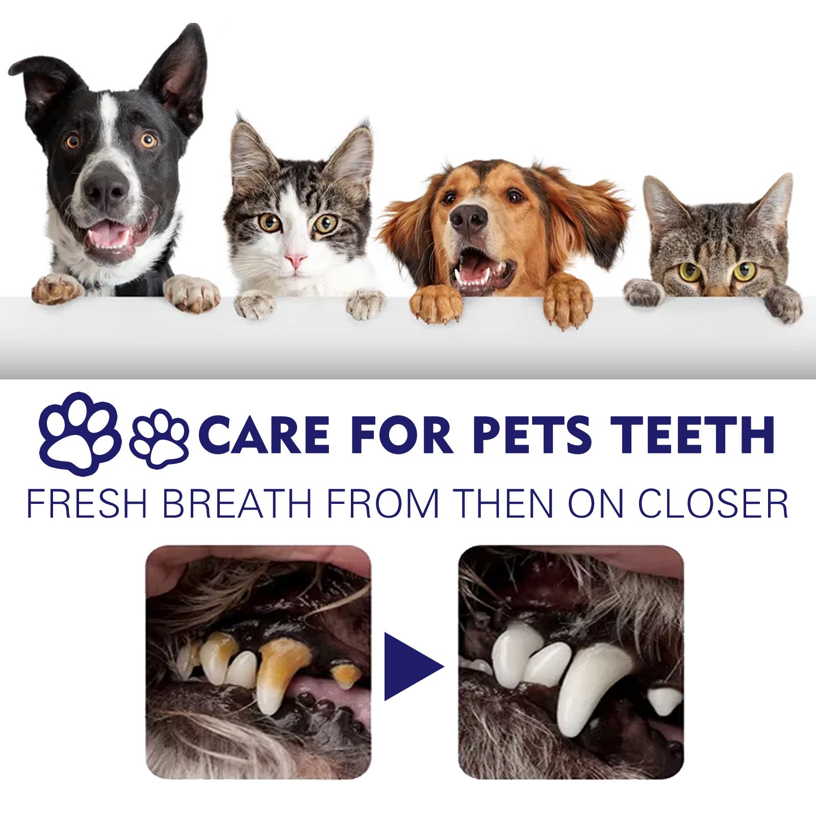 KFX-4856253 Pet Oral Cleansing Cream for Dogs and Cats - 50g Odor Neutralizing Toothpaste