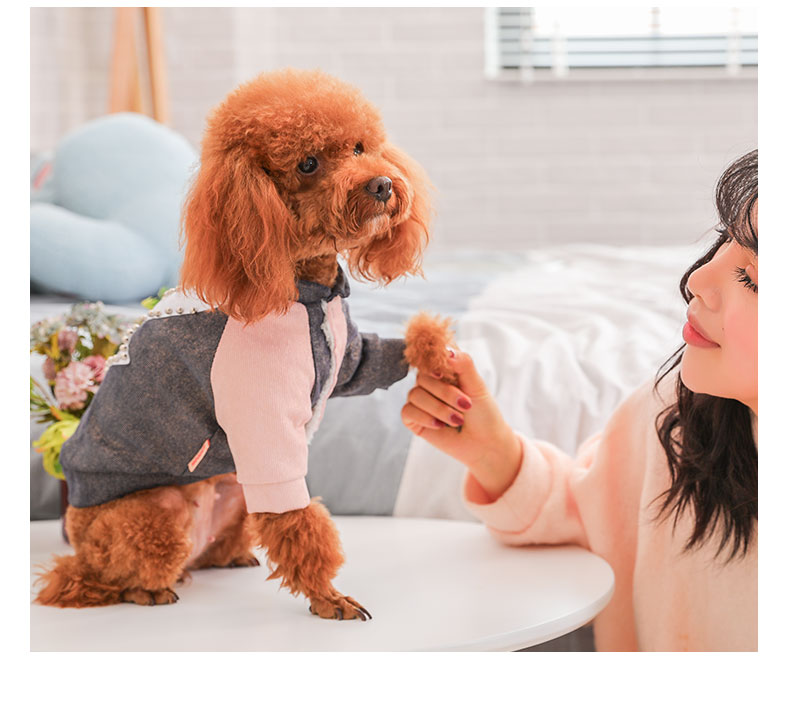 KFX-4945597 Cute Cotton Coat for Small Dogs - Three-Color Stitching, Sizes XS to XXL