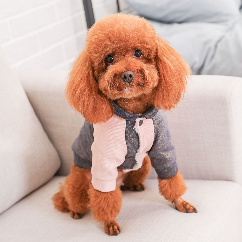 KFX-4945597 Cute Cotton Coat for Small Dogs - Three-Color Stitching, Sizes XS to XXL