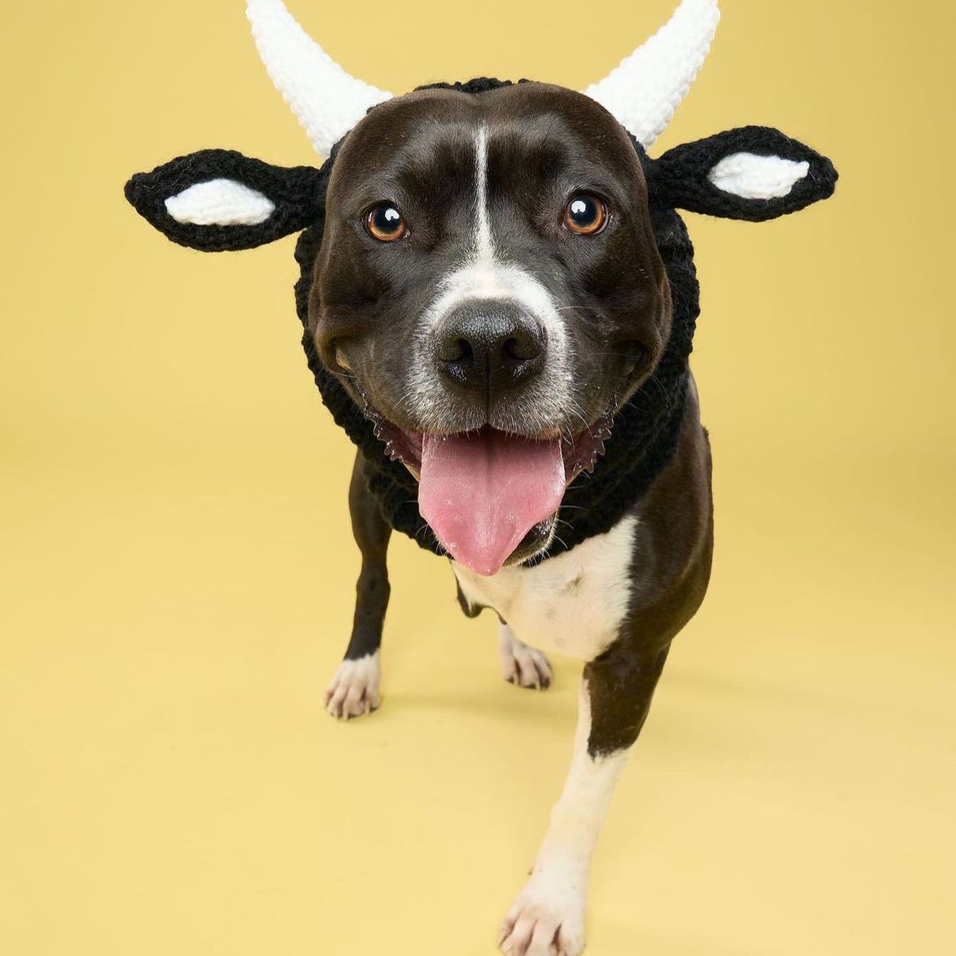 KFX-5001789 Knitted Thermal and Windproof Dog Hat for All Seasons - Available in Various Designs