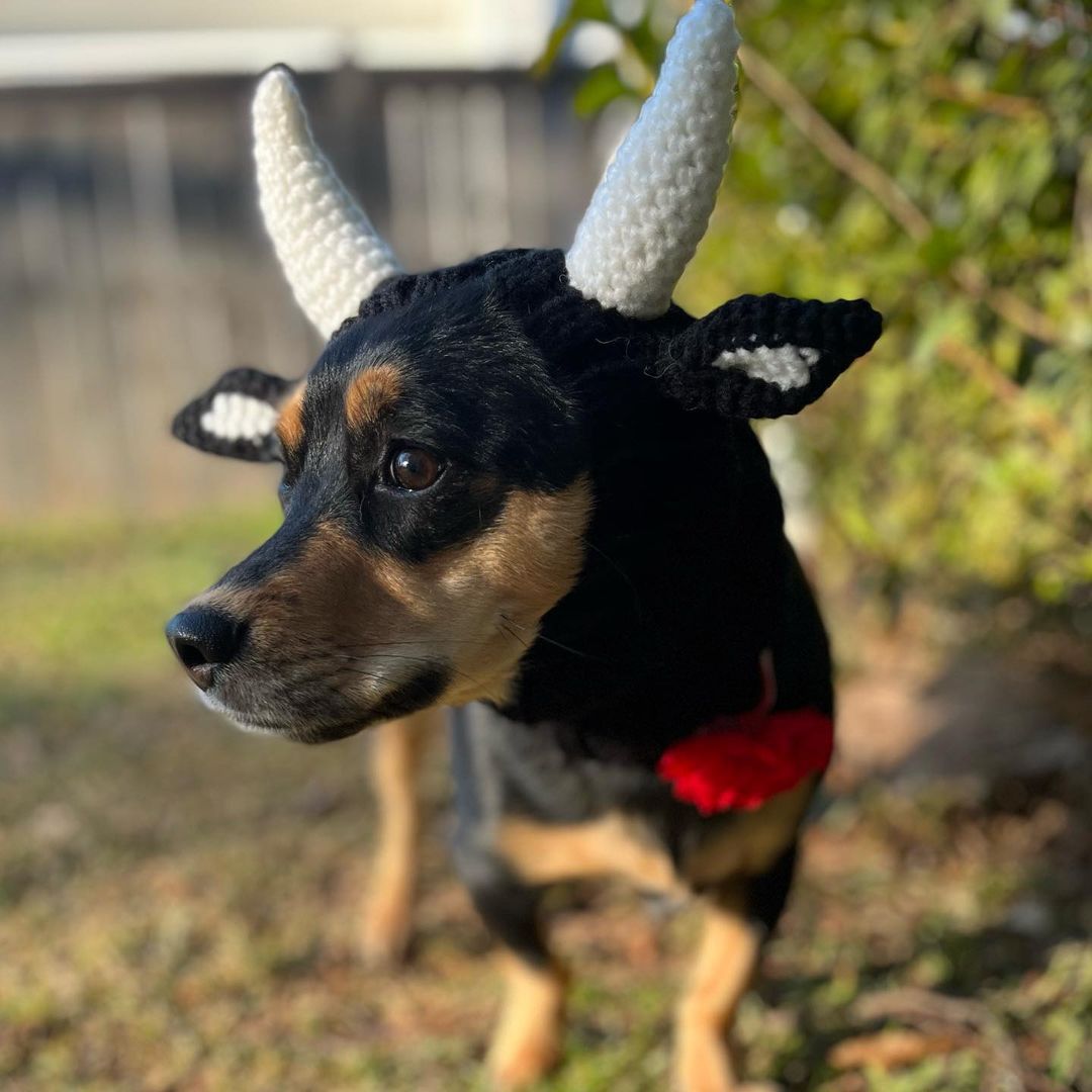 KFX-5001789 Knitted Thermal and Windproof Dog Hat for All Seasons - Available in Various Designs