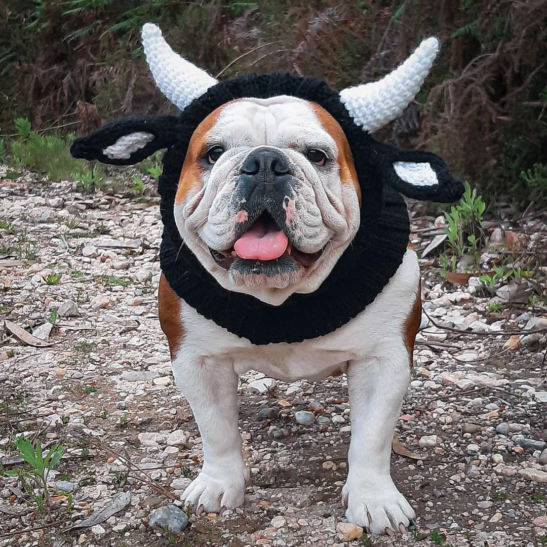 KFX-5001789 Knitted Thermal and Windproof Dog Hat for All Seasons - Available in Various Designs