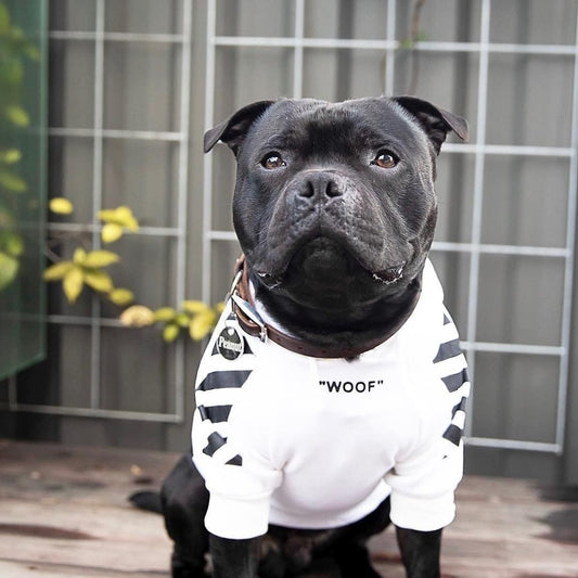 KFX-5019581 Plush Cotton Dog Sweater for Cozy Comfort