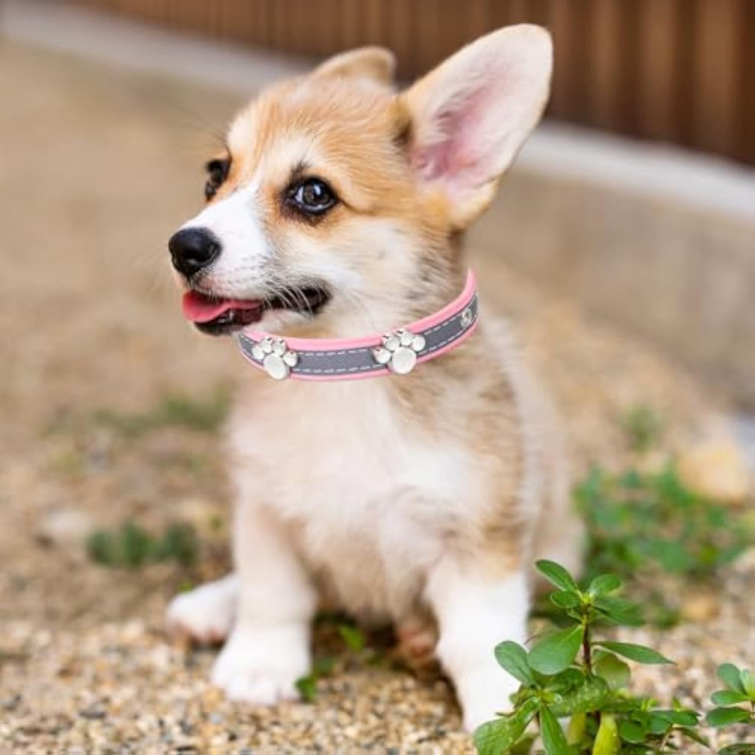 KFX-5037245 Adjustable Reflective PU Leather Dog Collar for Small, Medium, Large Dogs and Cats with Cute Paw Rivet Design