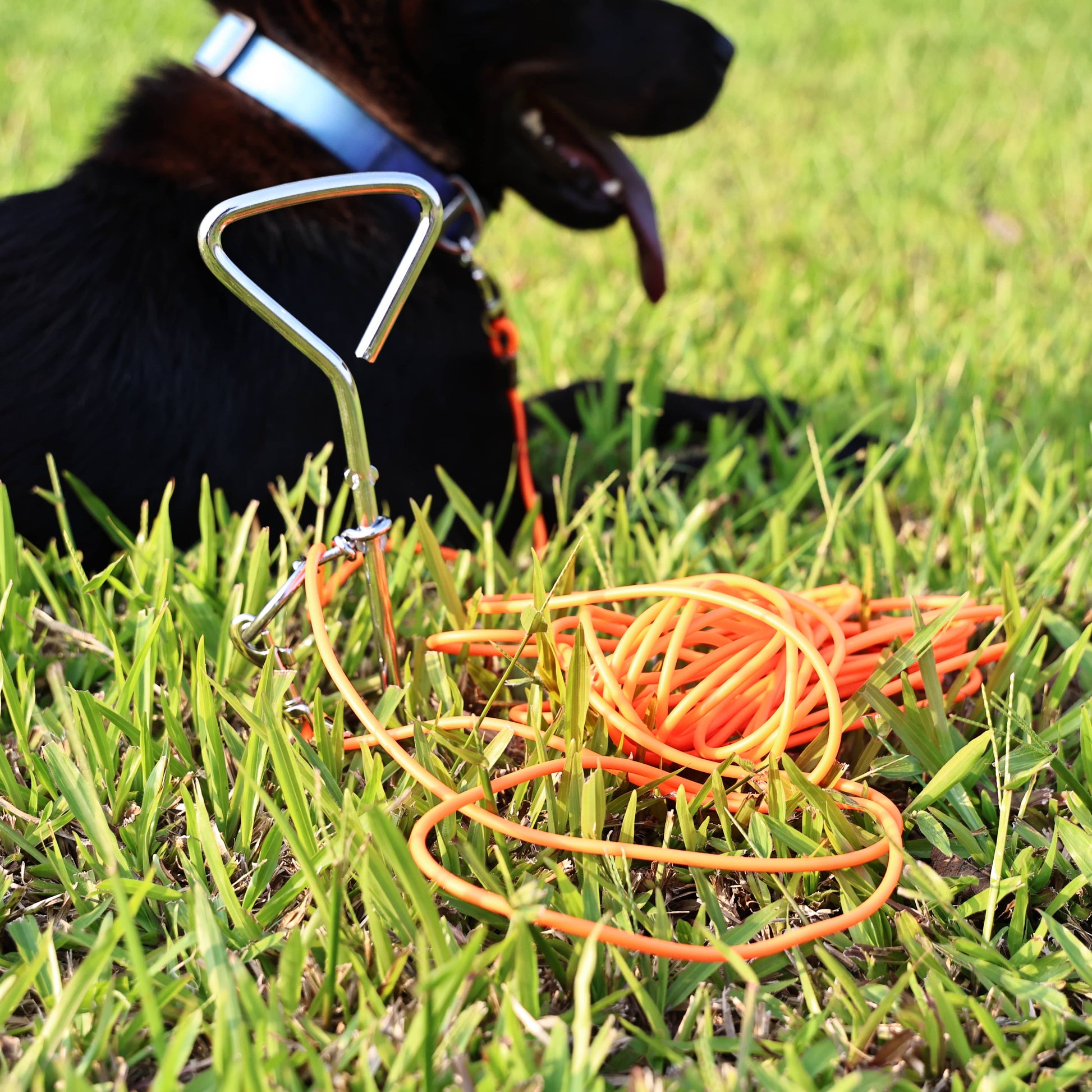 KFX-5122365 Ground Stake Fixed Dog Leash with 30 Feet of Freedom for Secure Outdoor Play