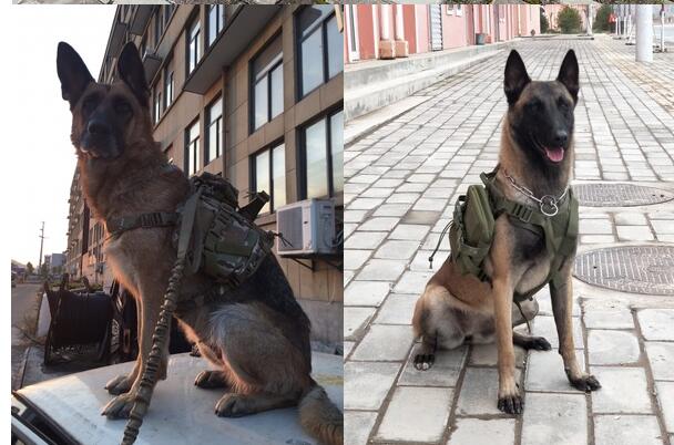 KFX-5182525 Tactical Outdoor Dog Vest in Black, Brown, Green, and Camouflage - Sizes M, L, XL Available