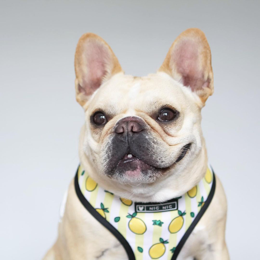 KFX-5187389 Lemon Pattern Printed Breathable Mesh Pull Rope Leash for Pets, 1.35m Length