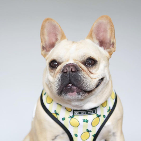 KFX-5187389 Lemon Pattern Printed Breathable Mesh Pull Rope Leash for Pets, 1.35m Length