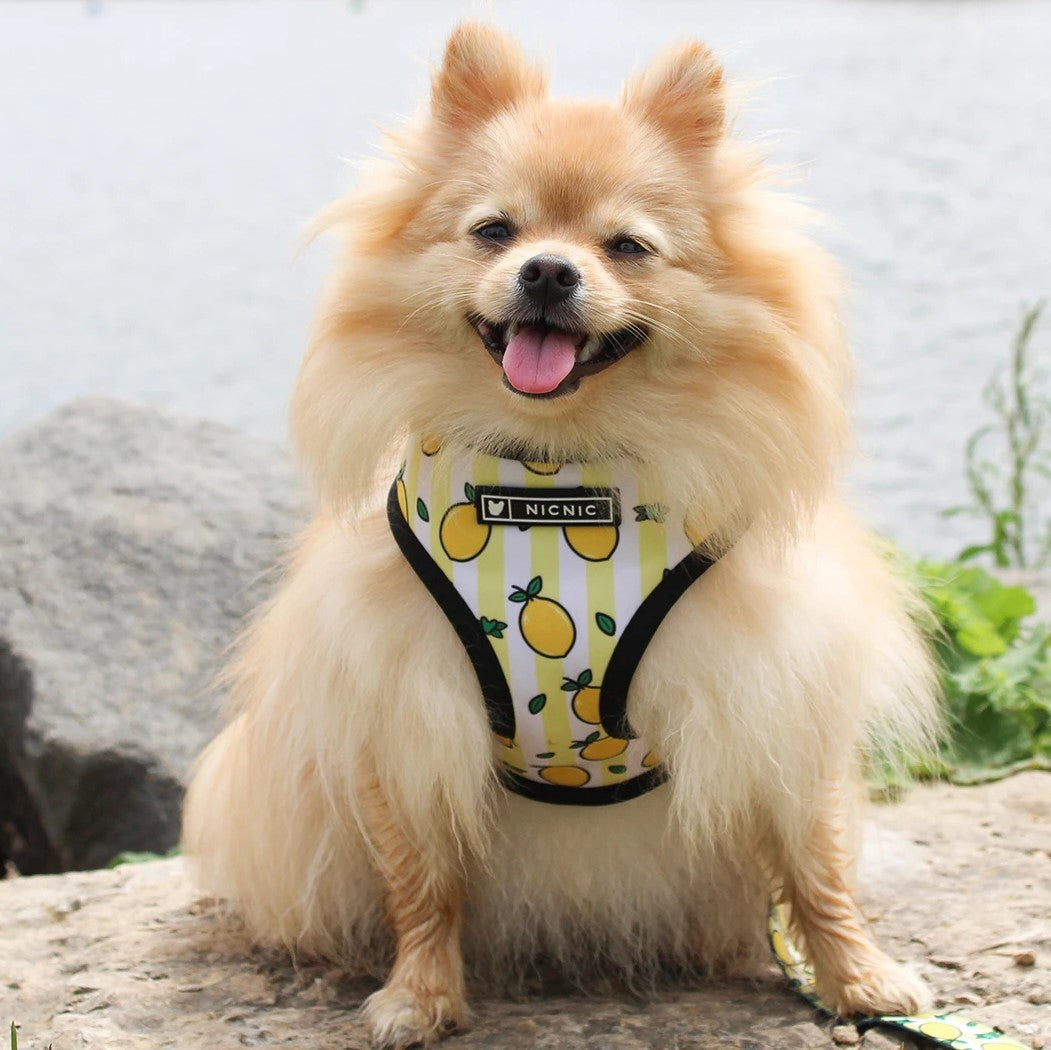 KFX-5187389 Lemon Pattern Printed Breathable Mesh Pull Rope Leash for Pets, 1.35m Length
