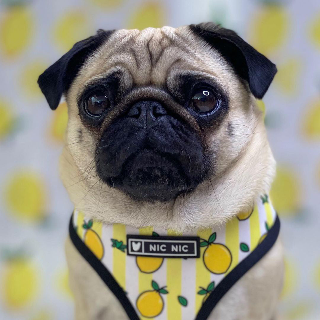 KFX-5187389 Lemon Pattern Printed Breathable Mesh Pull Rope Leash for Pets, 1.35m Length