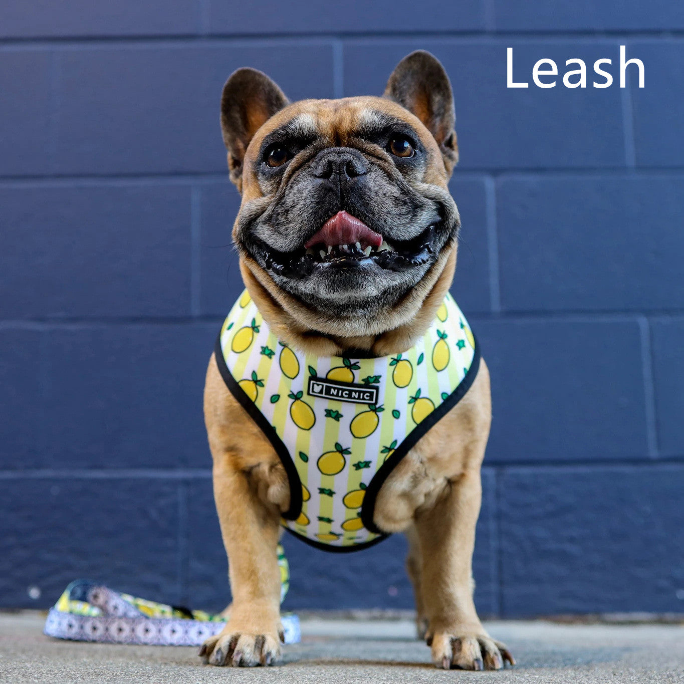 KFX-5187389 Lemon Pattern Printed Breathable Mesh Pull Rope Leash for Pets, 1.35m Length