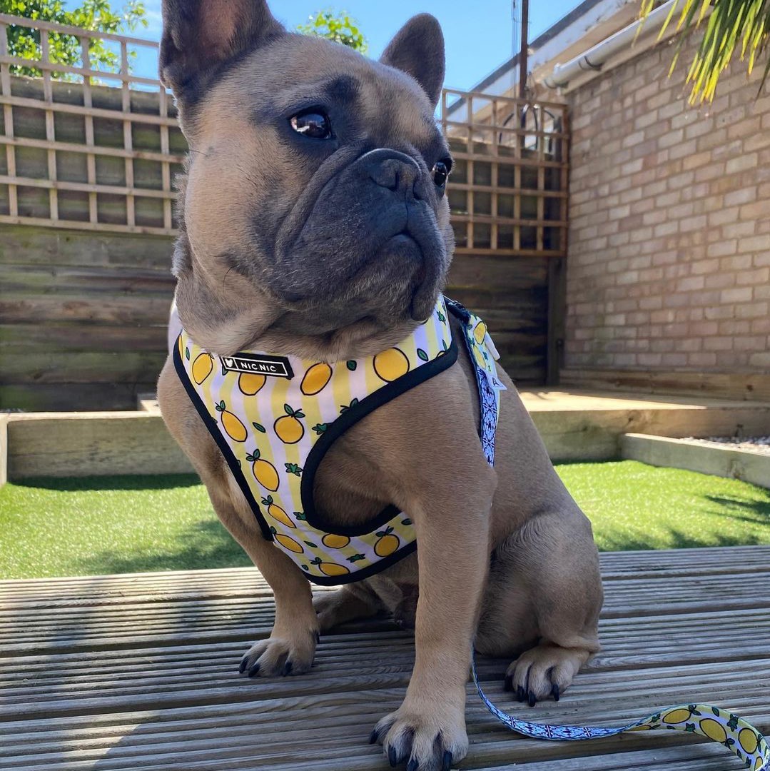 KFX-5187389 Lemon Pattern Printed Breathable Mesh Pull Rope Leash for Pets, 1.35m Length