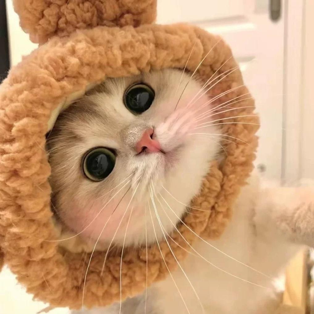 KFX-5231165 Cute Casual Winter Pet Hooded Hats - Various Styles for Small Pets