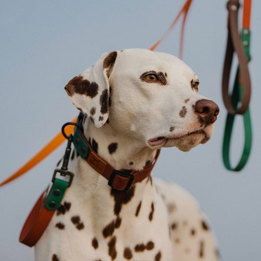 KFX-5264957 Retro Dog Collar and Traction Rope Set - PVC Polymer for Comfortable Walking