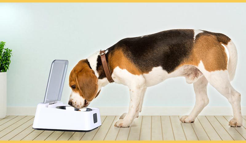 KFX-5265341 Smart Automatic Feeder for Cats and Dogs - Moisture-Proof Design, 350ml Capacity