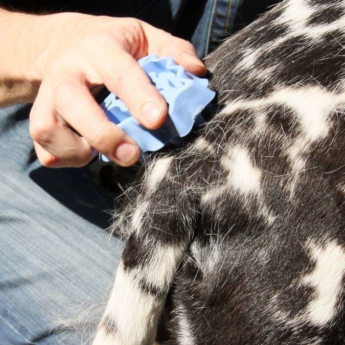 KFX-5278141 Grooming and Shampooing Dog Brush - Blue, for Healthy Coat and Skin Care