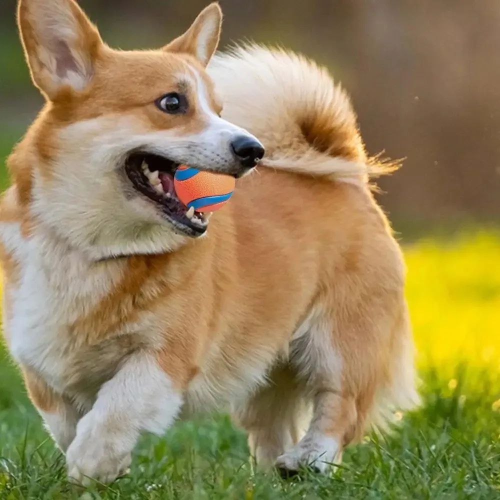 KFX-5279293 Durable Rubber Inflatable Ball for Dogs and Cats - Chew Toy in Orange, 5cm & 6cm Sizes