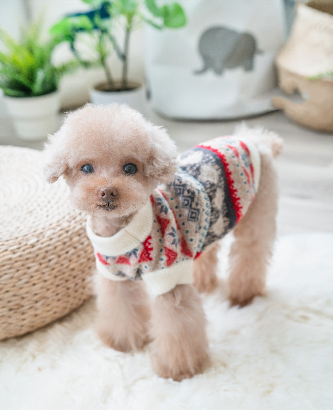 KFX-5290173 Mink Velvet Casual Teddy Sweater for Pets in Blue and Milky White