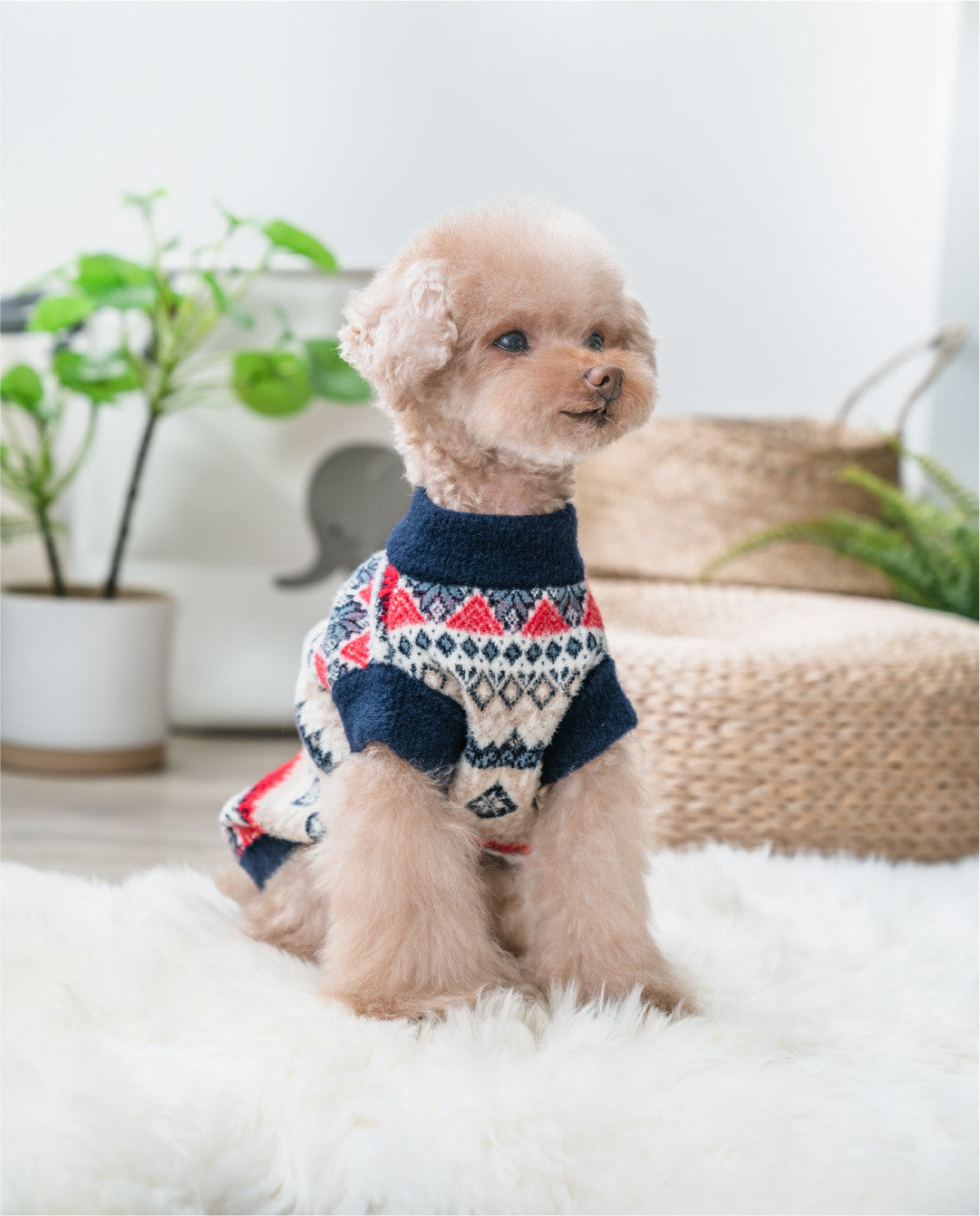 KFX-5290173 Mink Velvet Casual Teddy Sweater for Pets in Blue and Milky White
