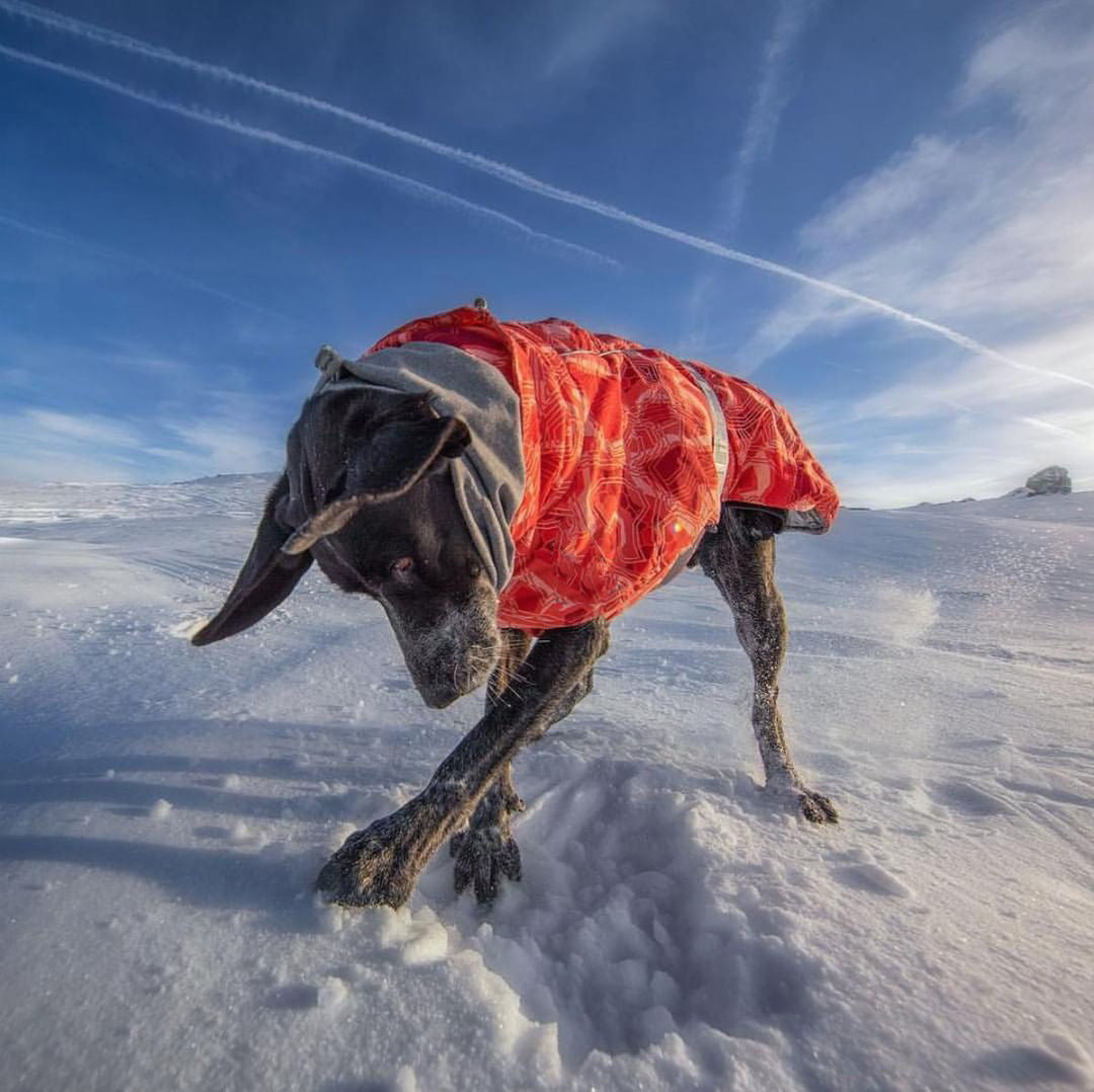 KFX-5308093 Quilted Snow Dog Ski Suit for Autumn and Winter in Emerald Green and Orange Red