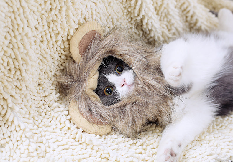 KFX-5368253 Cute Lion Headgear Cat Hat for Adorable Transformations - Non-Woven Material, Sizes S-38cm