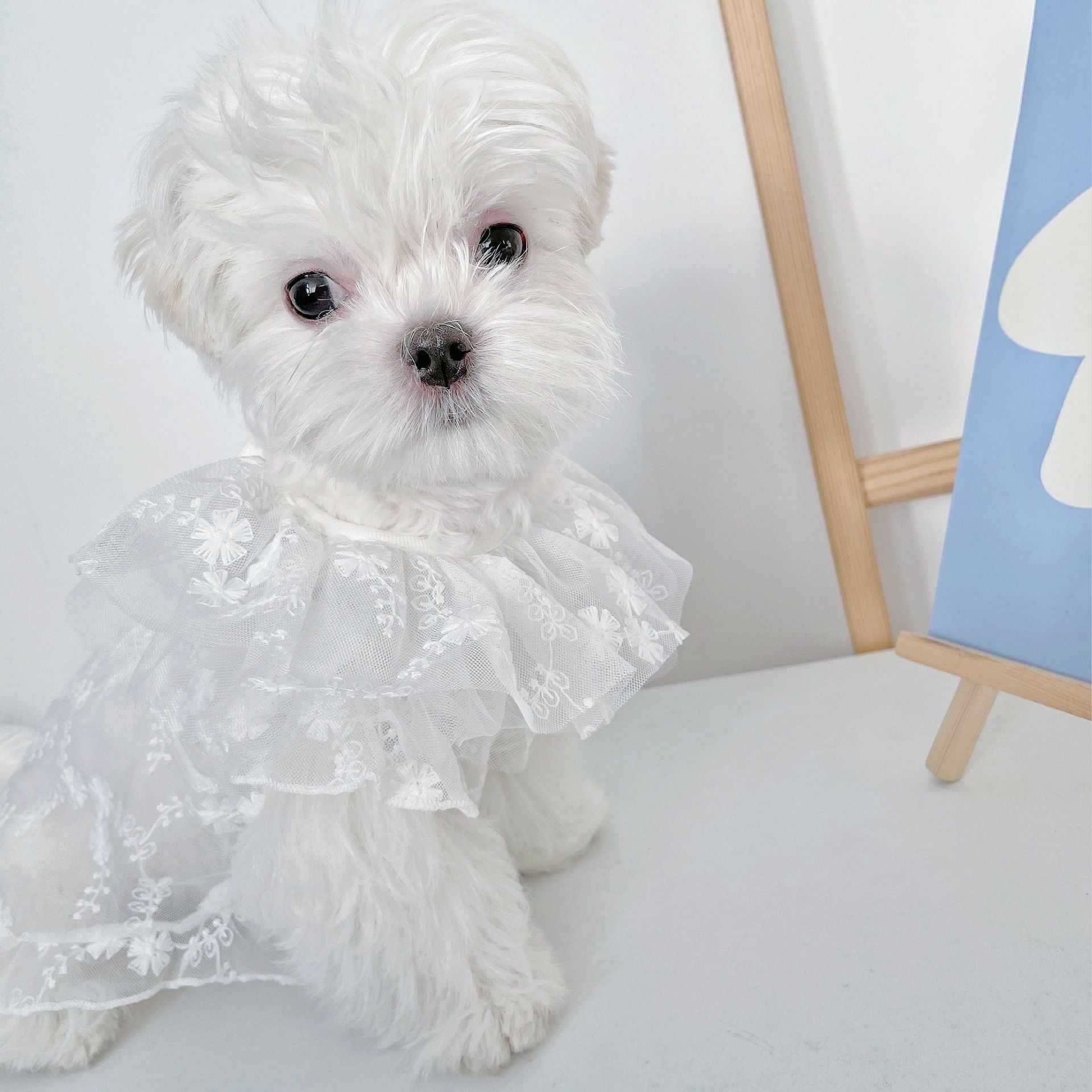 KFX-5379517 Cute White Lace Tulle Dog Skirt with Embroidery for Summer Wear