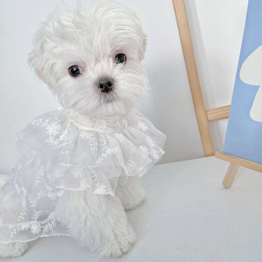 KFX-5379517 Cute White Lace Tulle Dog Skirt with Embroidery for Summer Wear