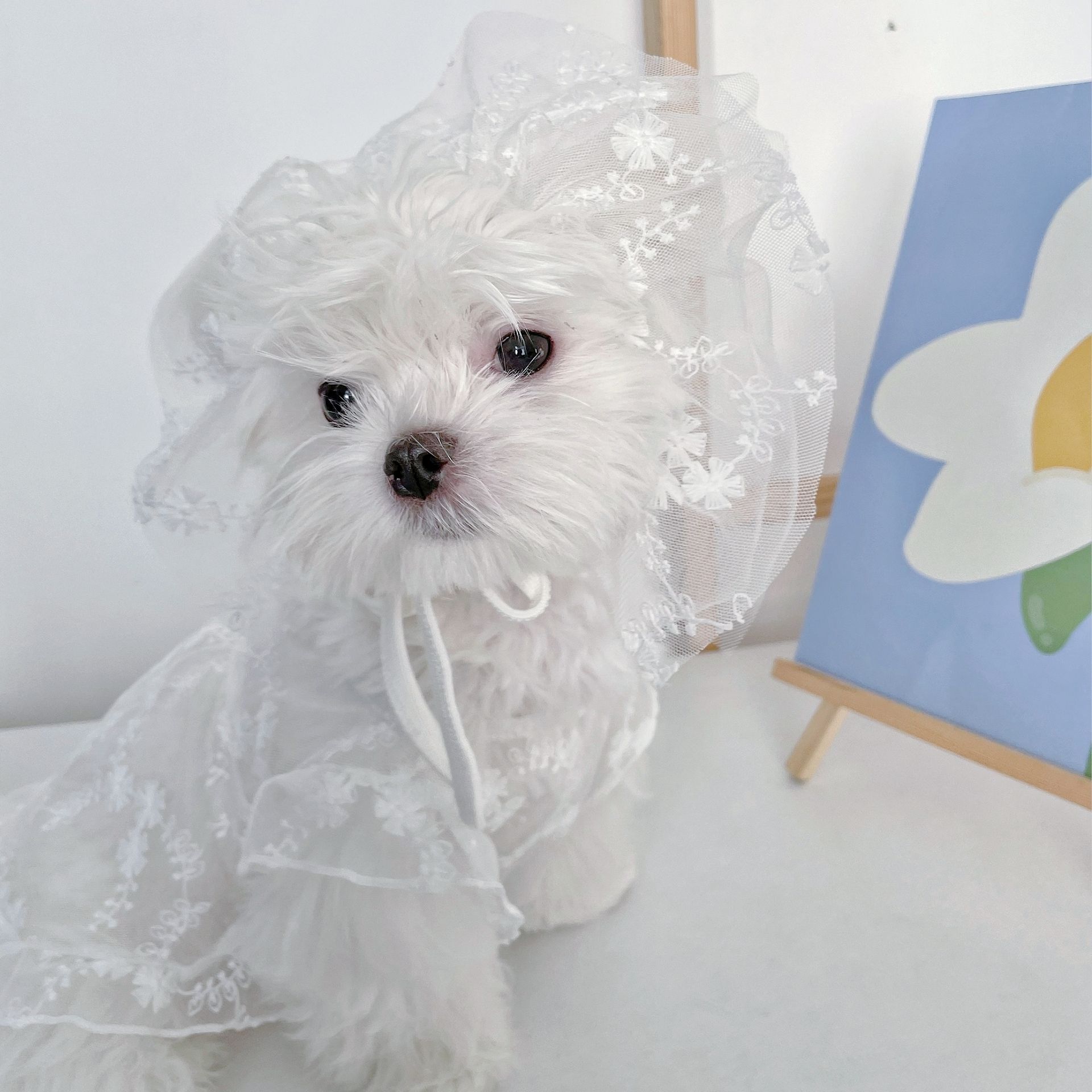 KFX-5379517 Cute White Lace Tulle Dog Skirt with Embroidery for Summer Wear