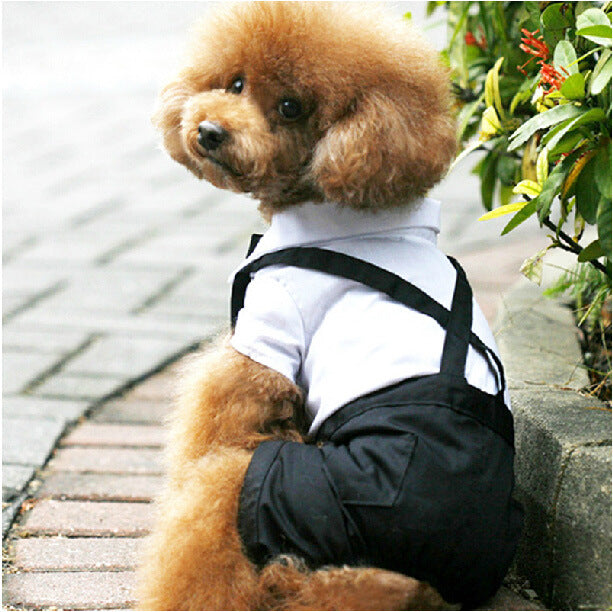 KFX-5388861 Elegant Pet Wedding Outfit with Stylish Trousers - Casual Cloth Design in Multiple Sizes