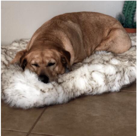 KFX-5398077 Plush Warm Pet Blanket for Cozy Snuggling and Protection on Sofas and Beds