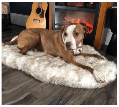 KFX-5398077 Plush Warm Pet Blanket for Cozy Snuggling and Protection on Sofas and Beds