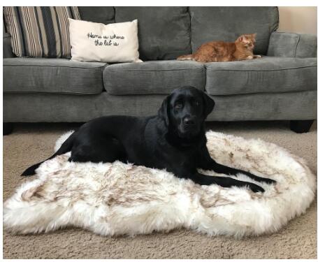 KFX-5398077 Plush Warm Pet Blanket for Cozy Snuggling and Protection on Sofas and Beds