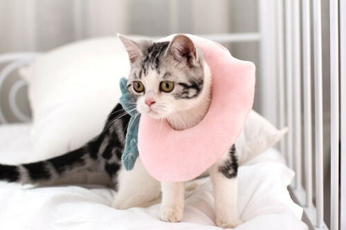 KFX-5424701 Soft Adjustable Pet Recovery Collar for Cats and Small Dogs – Lemon Design E-Collar for Post-Surgery Care and Wound Healing