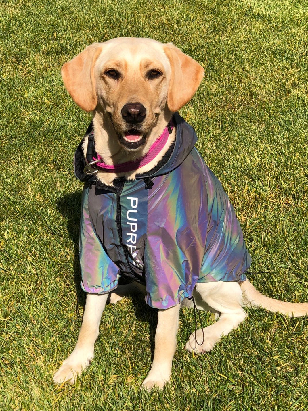 KFX-5471677 Reflective Microcrystalline Dog Apparel - Waterproof, Windproof, Wear-Resistant, Size S-4XL