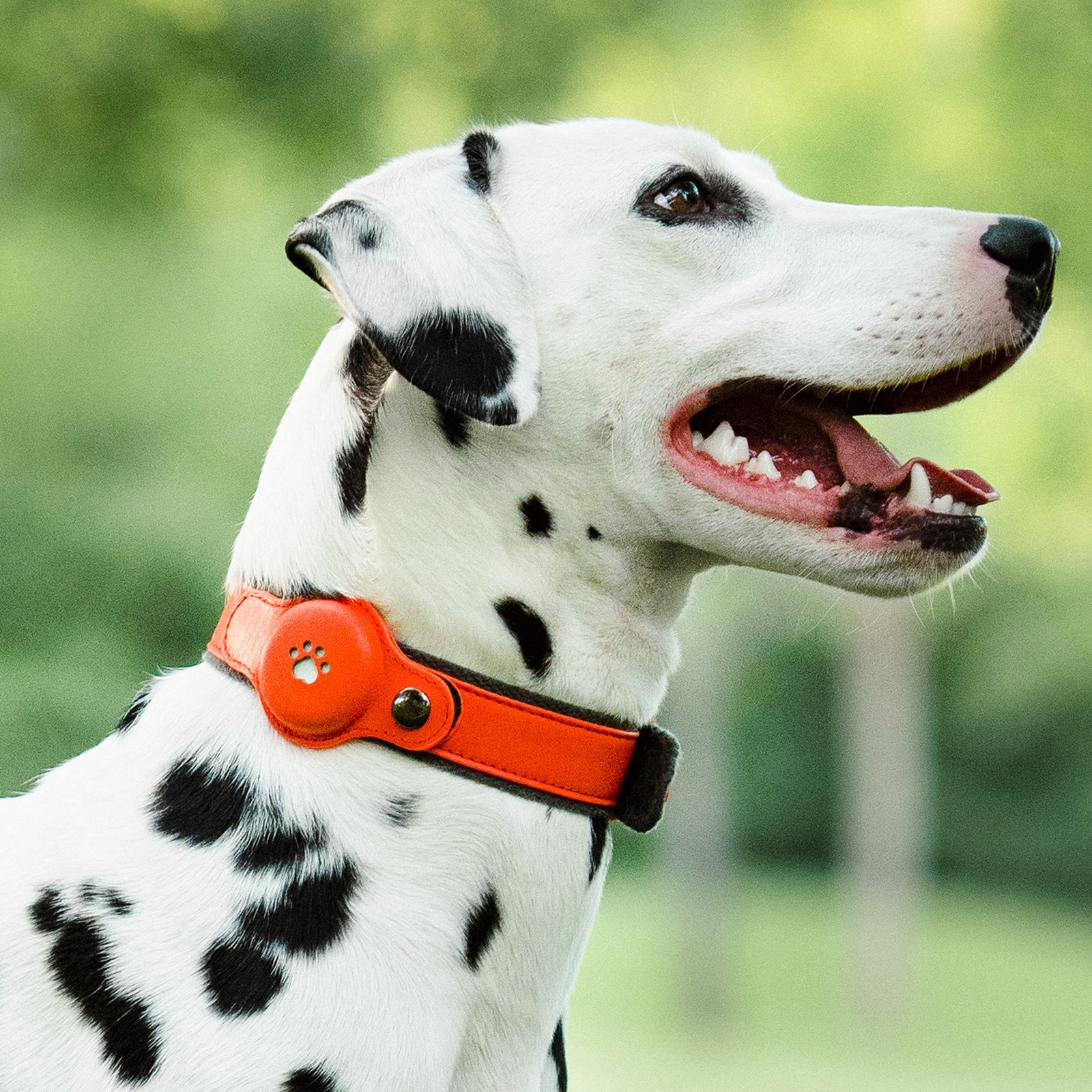 KFX-5508029 Anti-Lost Pet Positioning Collar with Locator Pendant - Multiple Color Options Available
