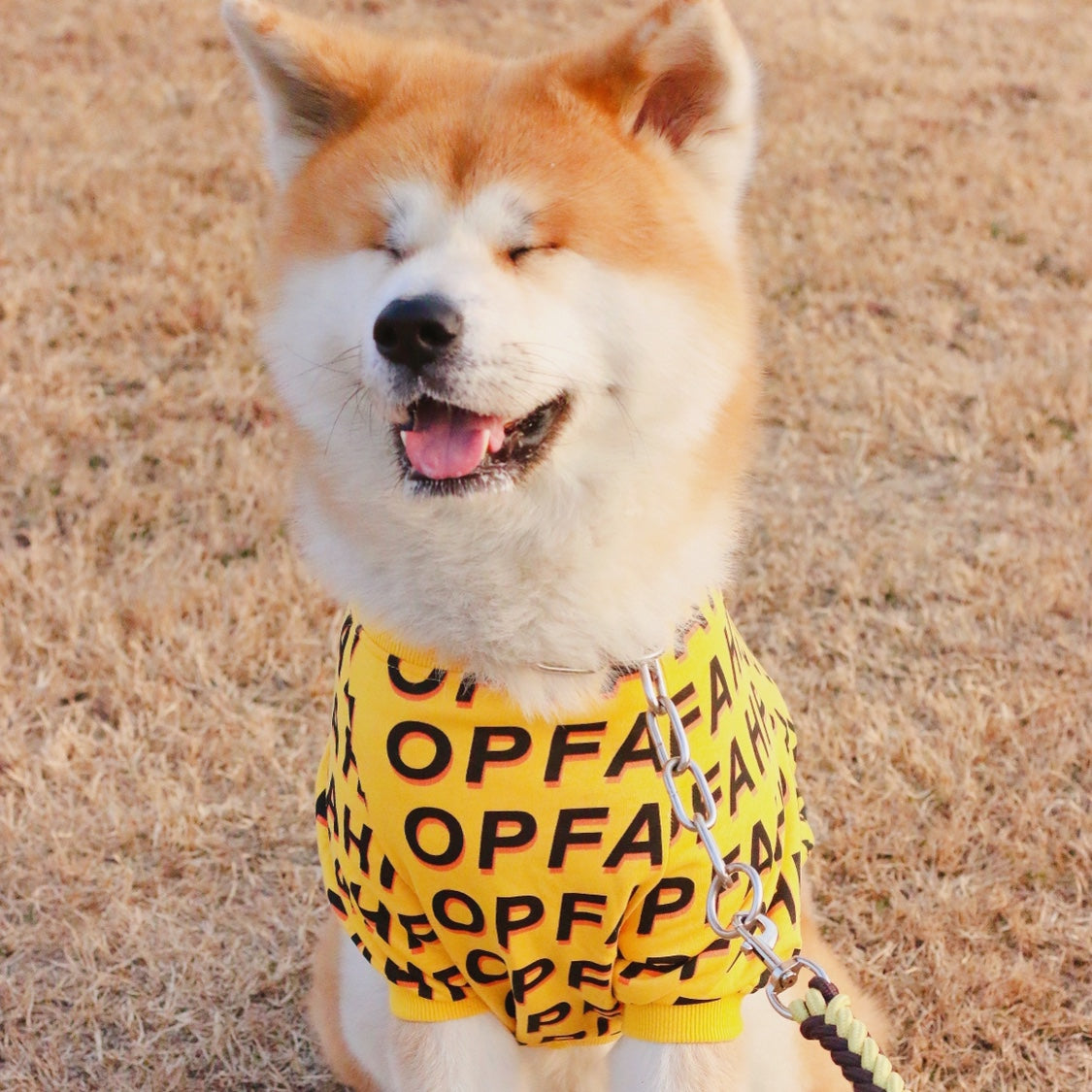 KFX-5573949 Simple Pet T-Shirt with Letter Print for Dogs in Various Sizes