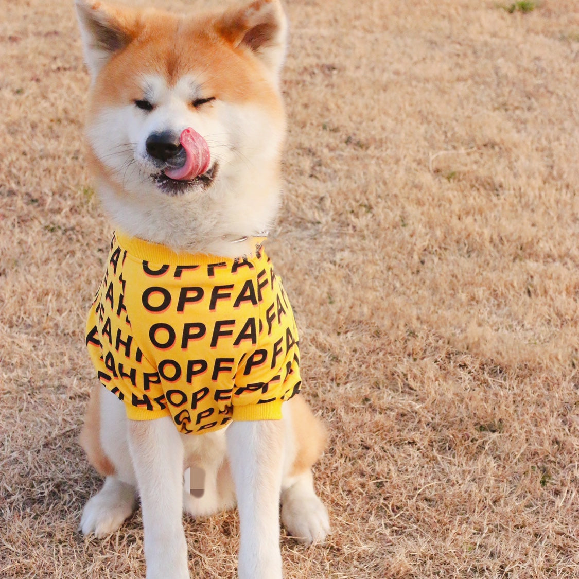 KFX-5573949 Simple Pet T-Shirt with Letter Print for Dogs in Various Sizes