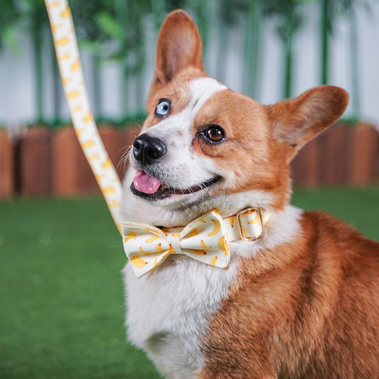 KFX-5583165 Yellow Polyester Dog Traction Rope - Available in S, M, L, XL Sizes