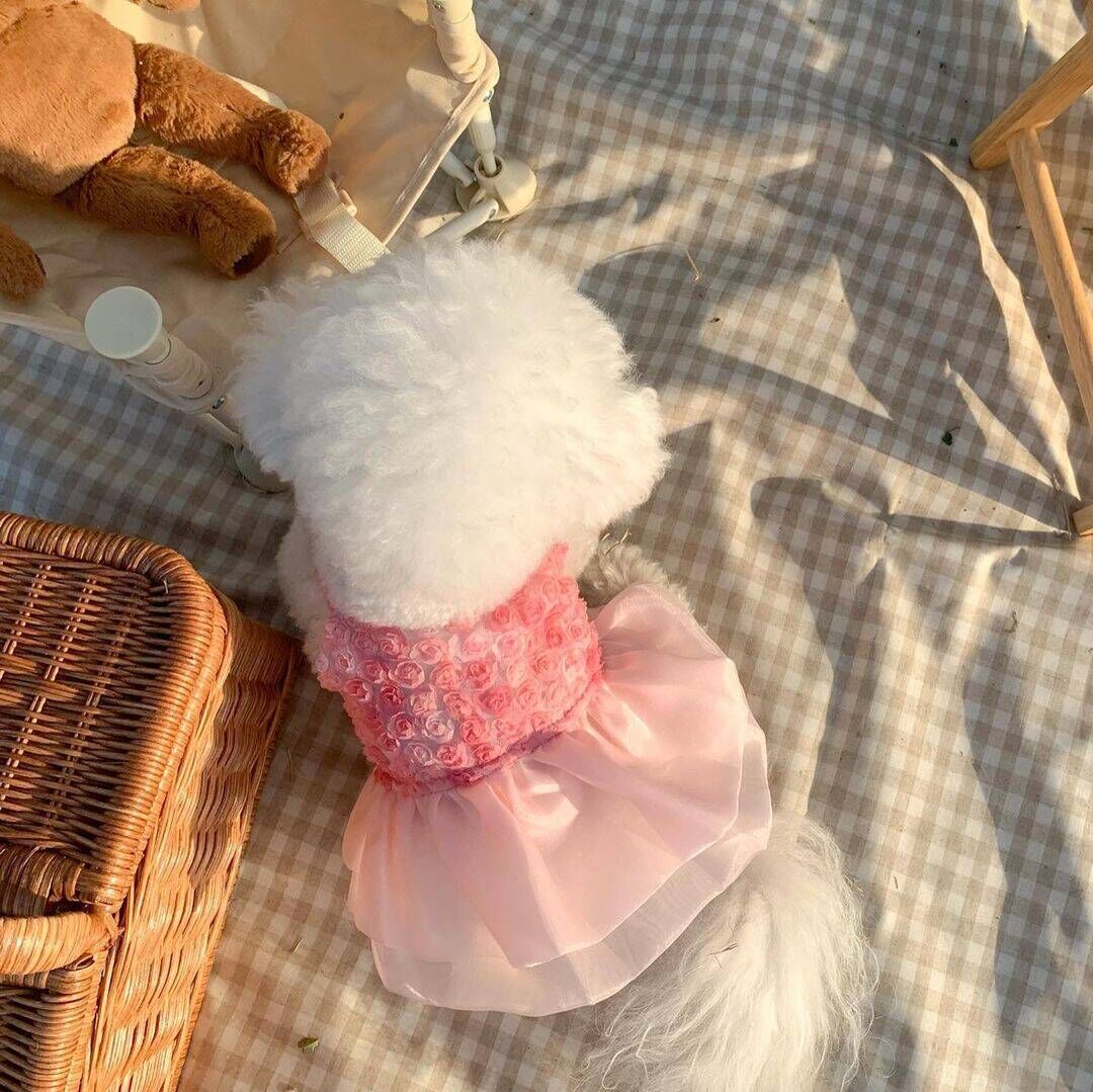 KFX-5587645 Rose Lace Pet Dress for Spring and Summer - XS, S, M, L, XL