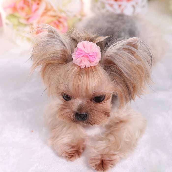 KFX-5633597 Cute Organza Bubble Hairpin for Pets – Available in Pink, Green, Purple, and Blue, 4-5cm Diameter
