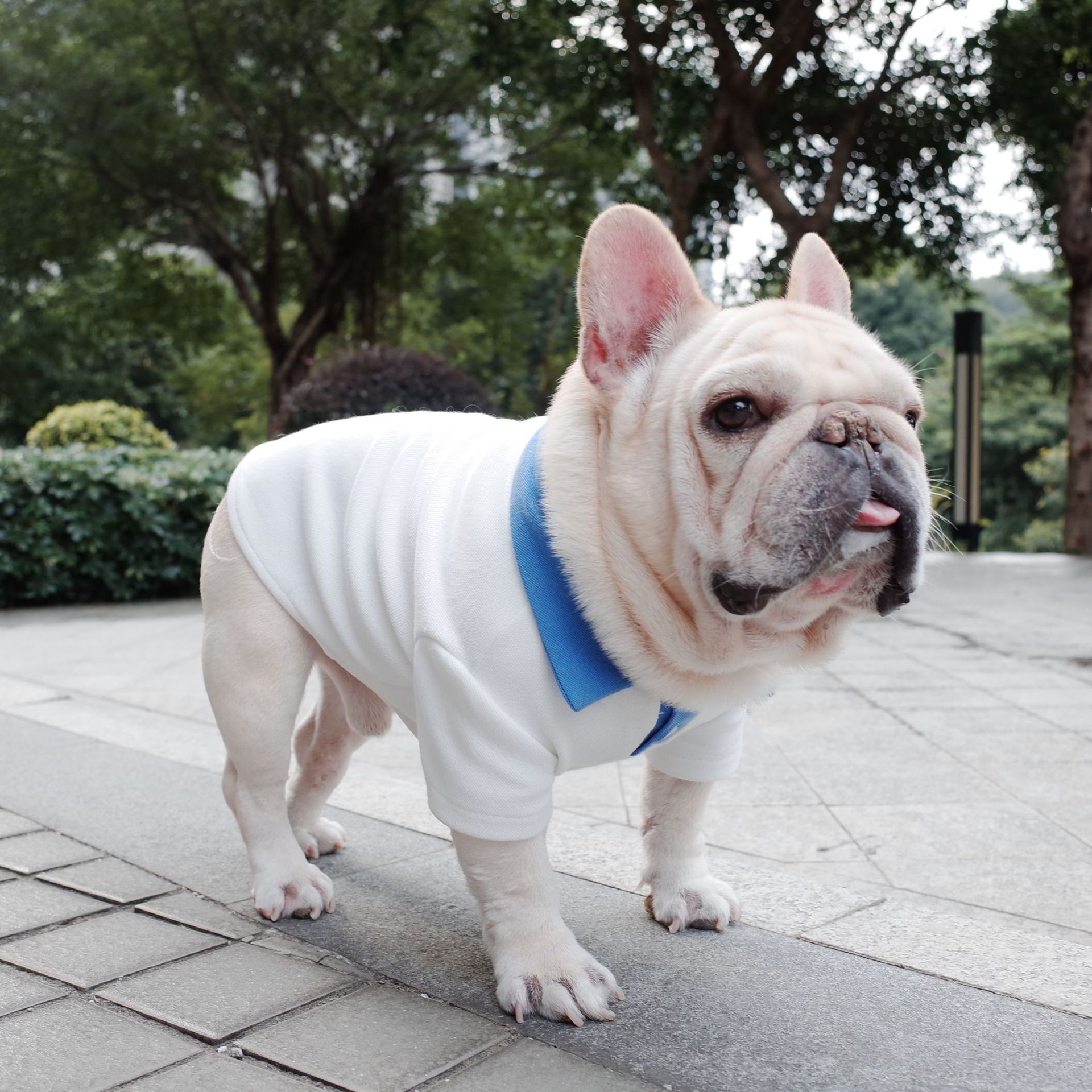 KFX-5637693 Plus Size Colorblock Dog Polo Shirt for Autumn and Winter, Casual Style in Blue and White