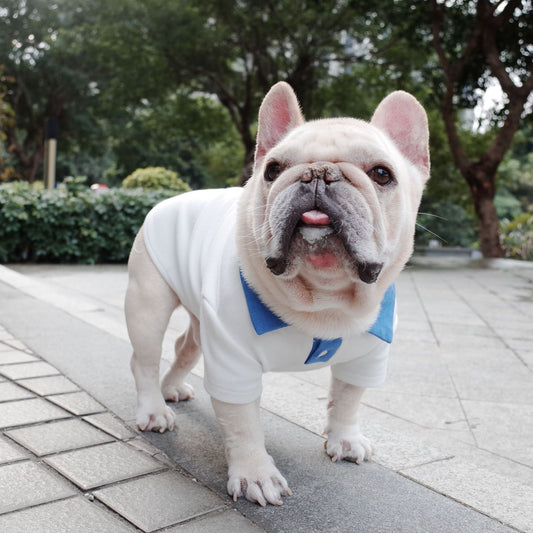 KFX-5637693 Plus Size Colorblock Dog Polo Shirt for Autumn and Winter, Casual Style in Blue and White