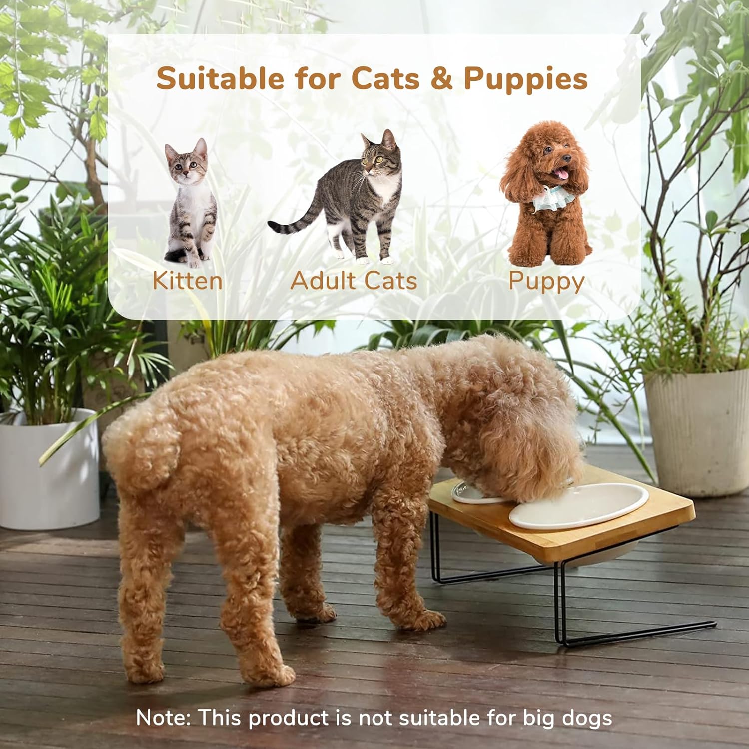 KFX-5644349 Tilted Ceramic Feeding Bowl Set with Bamboo Stand for Small Dogs and Cats
