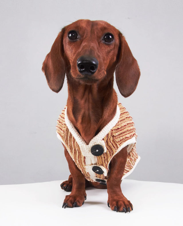 KFX-5657149 Striped Hoodie for Miniature Pinschers and Bichons - Various Sizes Available